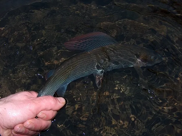 User submitted picture: Winter Grayling taken on ...
