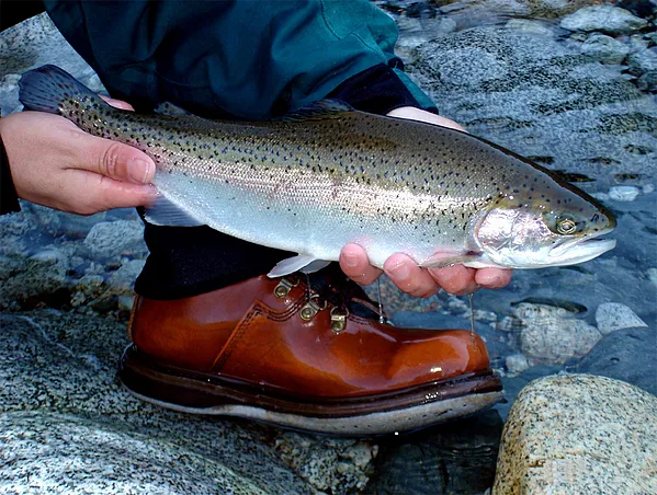 User submitted picture: Rainbow trout from a Pata...