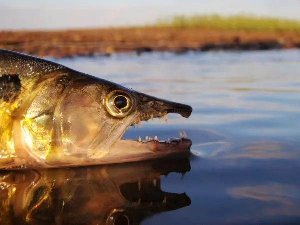 User submitted picture: Creepy Creature...    Oli...