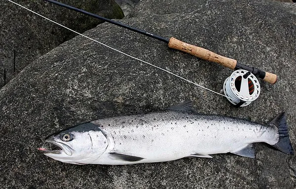 User submitted picture: A slim SeaTrout but good ...