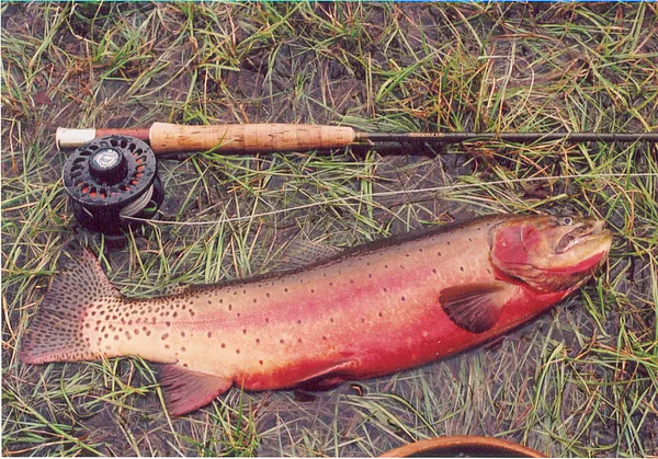 User submitted picture: Native Colorado Greenback...