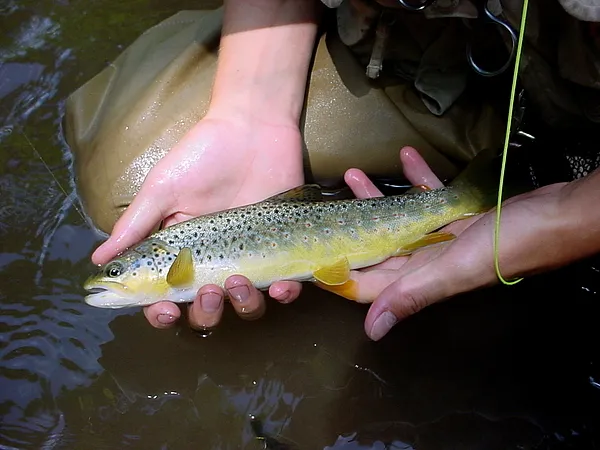 User submitted picture: Pretty 12" brown taken o...