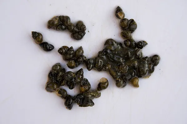 User submitted picture: These are just a few of s...