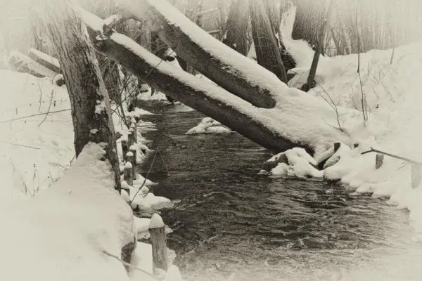 User submitted picture: winter spell (2)