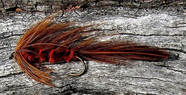 User submitted picture: Brown Matuka