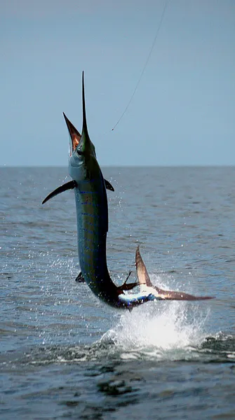 User submitted picture: Jumping sailfish from Mal...
