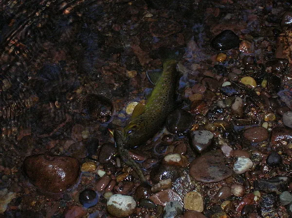 User submitted picture: A Wild Brown Feeding