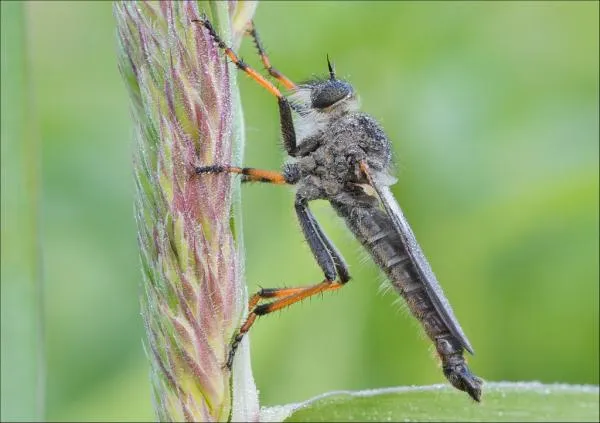 User submitted picture: Wet fly in the morning ;)...