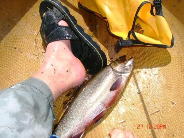 User submitted picture: Still water brookie taken...