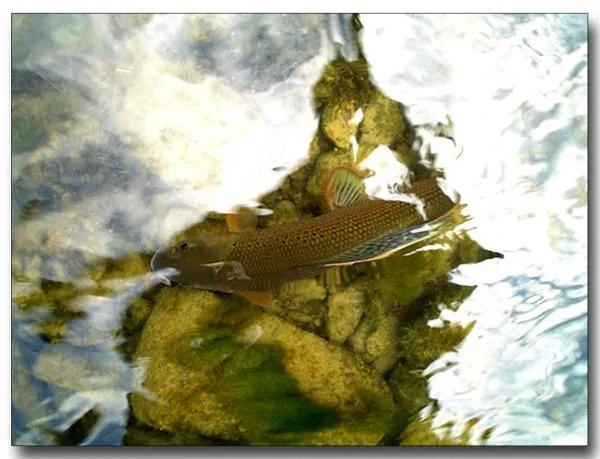 User submitted picture: San River, southeast Pola...