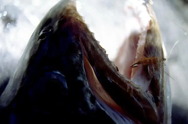 User submitted picture: Super puppa in troutgap