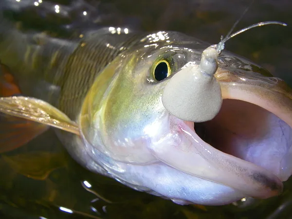 User submitted picture: nice chub taken on a Kill...