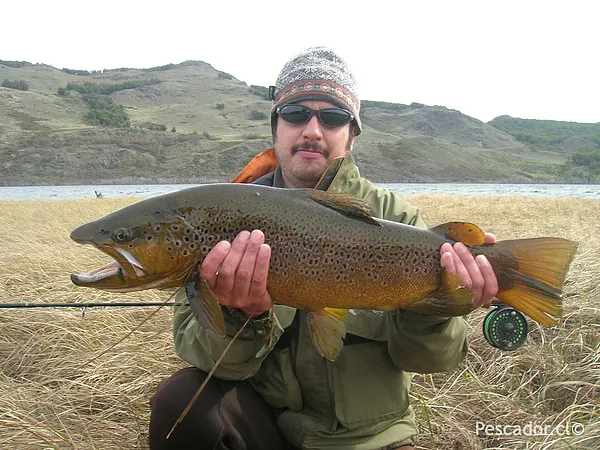 User submitted picture: A huge brown trout, lande...