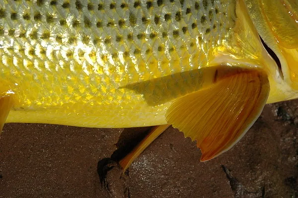 User submitted picture: Why do you think its call...