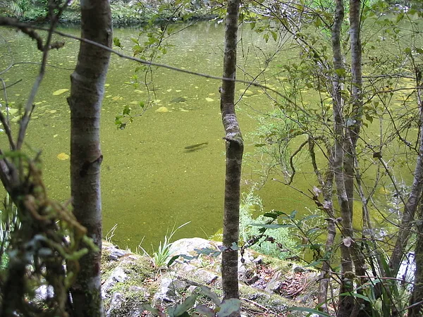 User submitted picture: the once that get away......