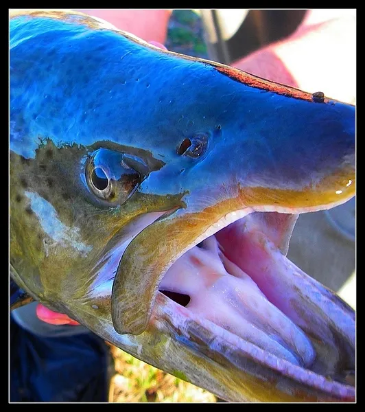 User submitted picture: brown trout in "BÃ©arn"
