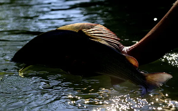 User submitted picture: backlight grayling