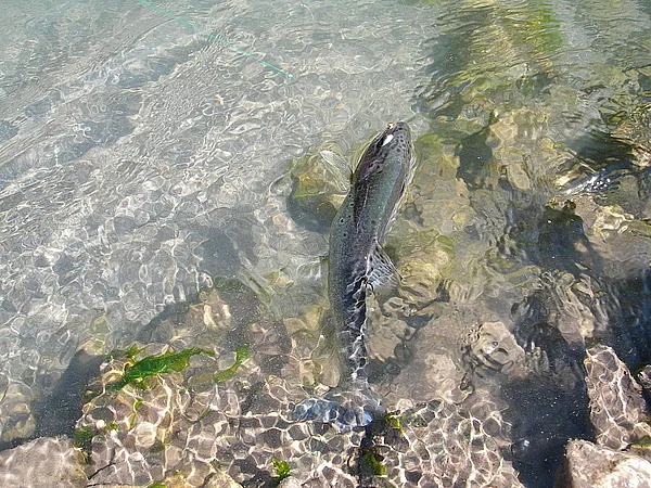 User submitted picture: Nice trout fished in Cort...