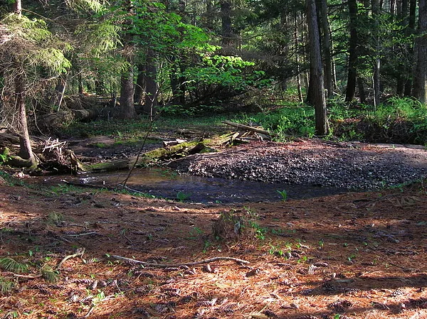 User submitted picture: Wild Beauty, a wild trout...