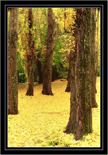 User submitted picture: Autum,San MartÃ­ndelos, An...