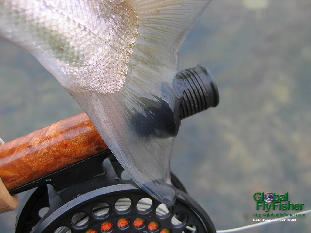 Computer screen wallpaper: Translucent trout tail.